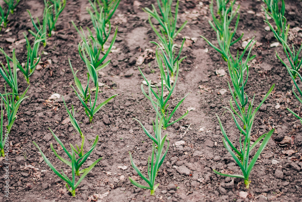 Planting of spring garlic Planting of spring garlic