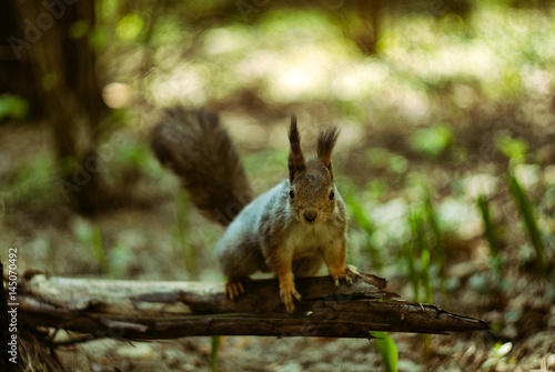 Squirrel © Anastasia