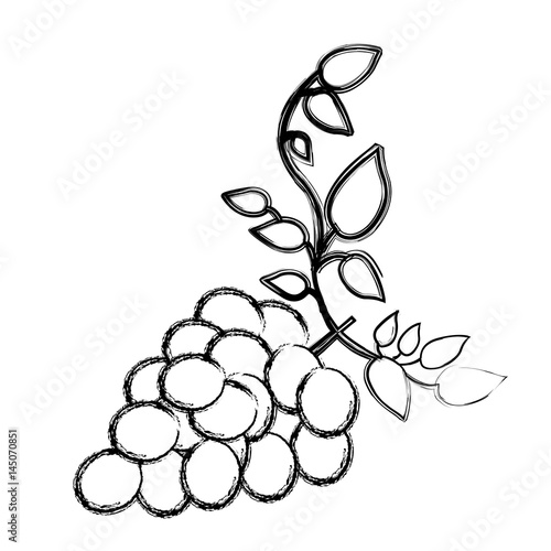 monochrome sketch silhouette of bunch of grapes with branch and leaves vector illustration
