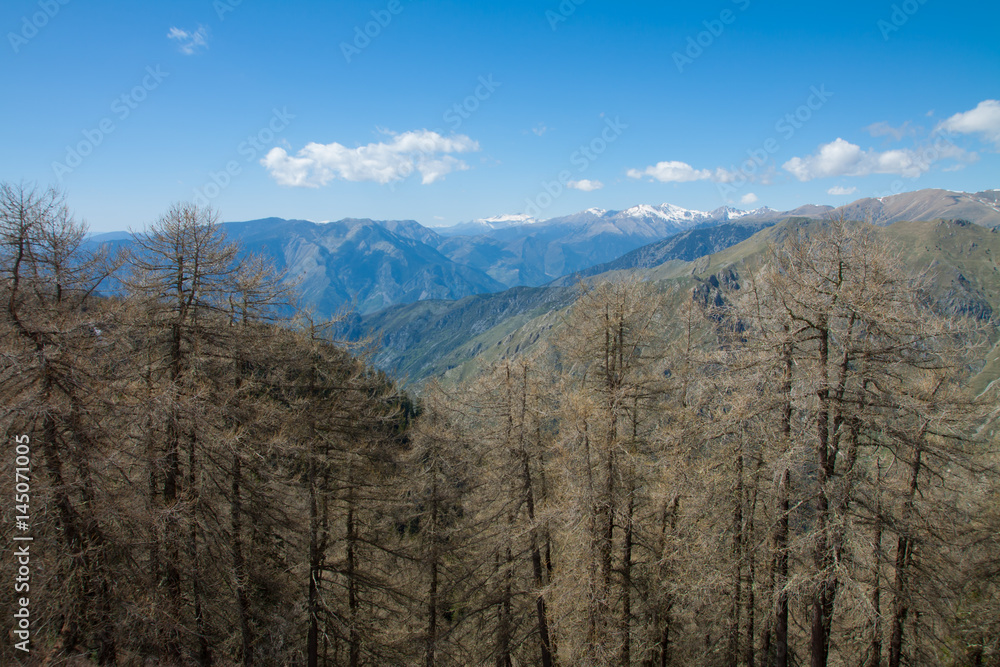 Forêt de Turini