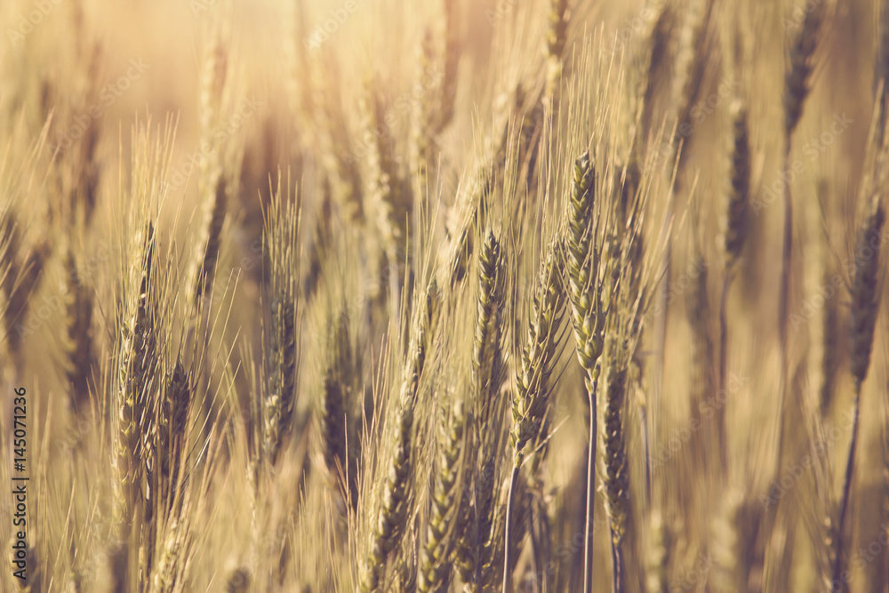 Beautiful landscape of Barley field at sunset time Beautiful landscape of Barley field at sunset time