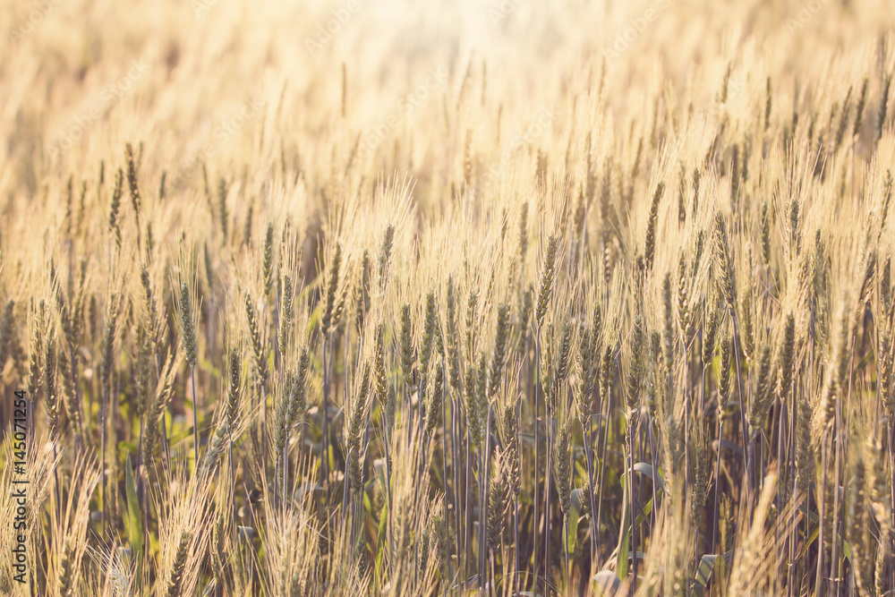 Fototapeta premium Beautiful landscape of Barley field at sunset time