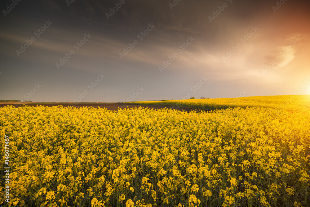 Obraz premium Yellow oilseed rape field under the blue bright sky