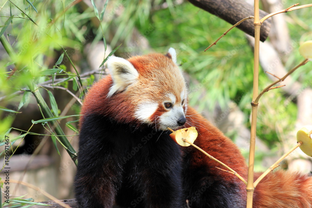Naklejka premium Roter Panda (Kleiner Panda) beim Fressen