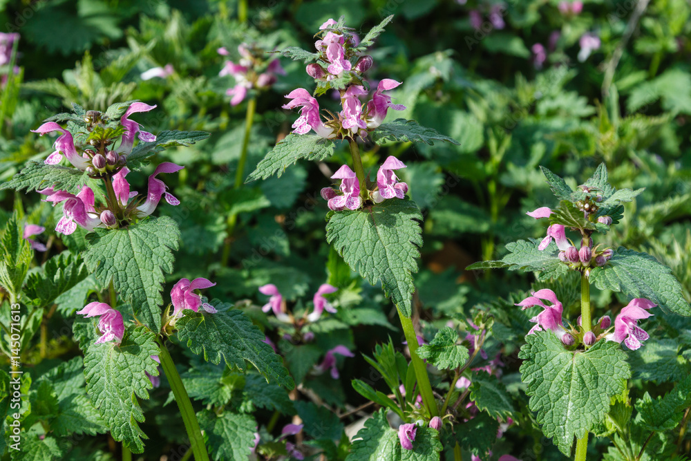 Lamium maculatum. Ortiga fétida, manchada, muerta.