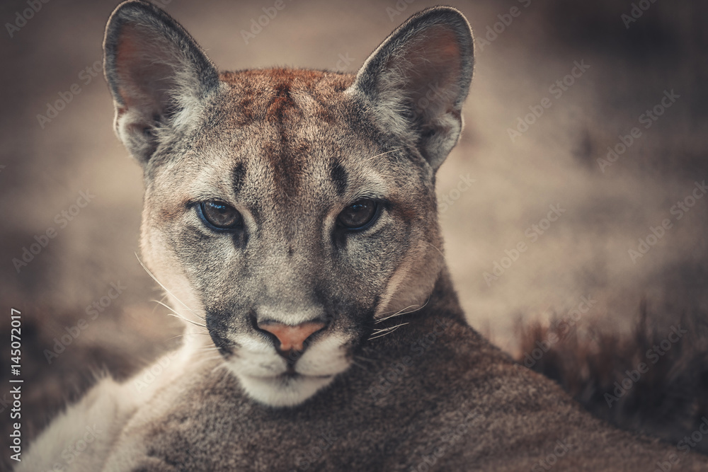 Naklejka premium puma