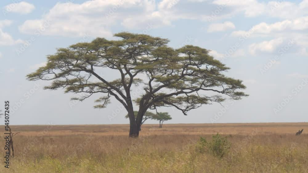 CLOSE UP: Fascinating prickly acacia tree standing alone in the middle of endless savannah grassland landscape in Serengeti national park. Majestic tree growing under the open blue sky in sunny Africa CLOSE UP: Fascinating prickly acacia tree standing alone in the middle of endless savannah grassland landscape in Serengeti national park. Majestic tree growing under the open blue sky in sunny Africa