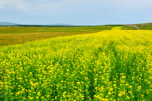 The rape flowers scenery.