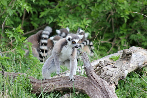 Katta (Lemur, Halbaffe) auf einem Ast © rbkelle