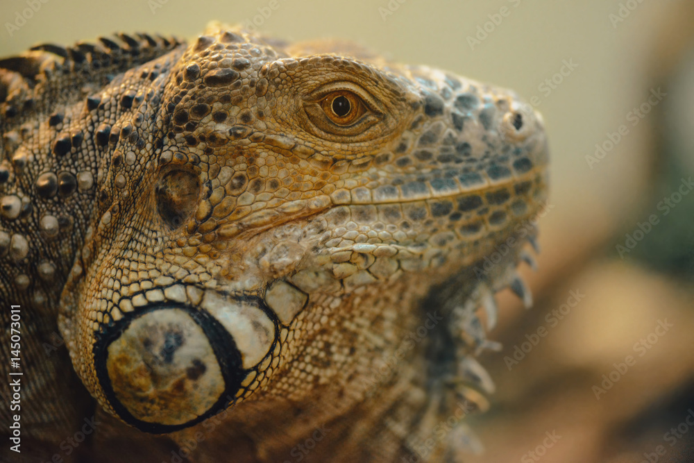 Portrait of iguana. Portrait of iguana.