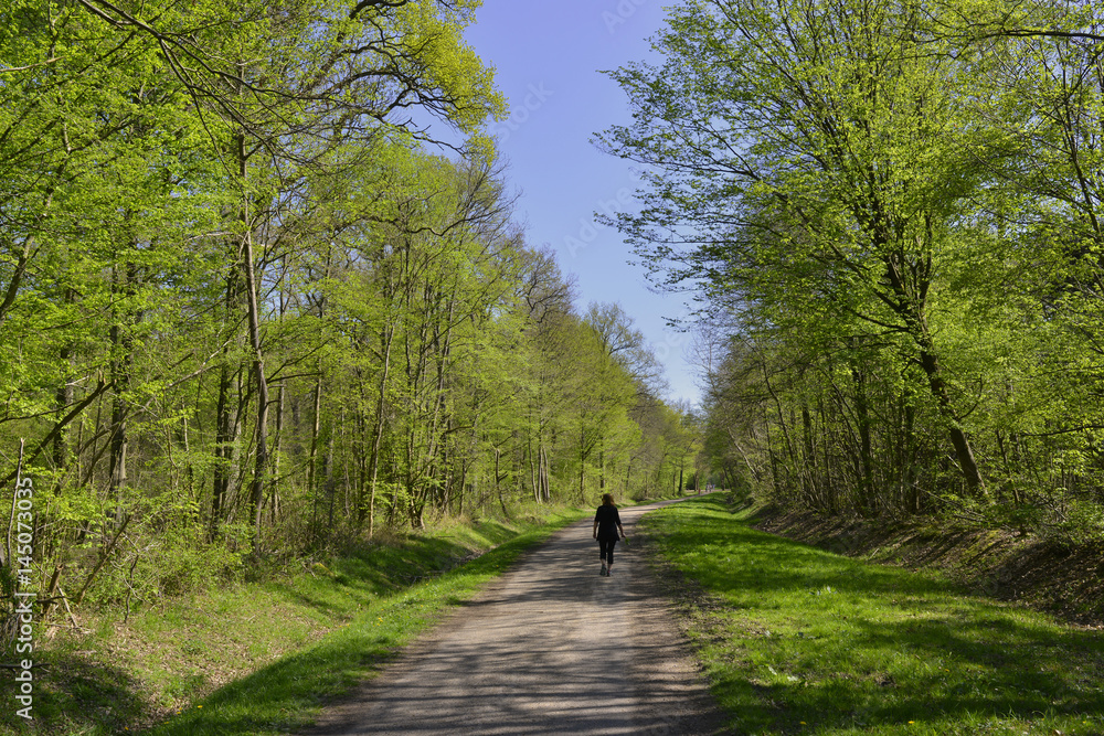 Naklejka premium Promenade en forêt à Roissy-en-Brie (77680), département de Seine-et-Marne en région Île-de-France, France