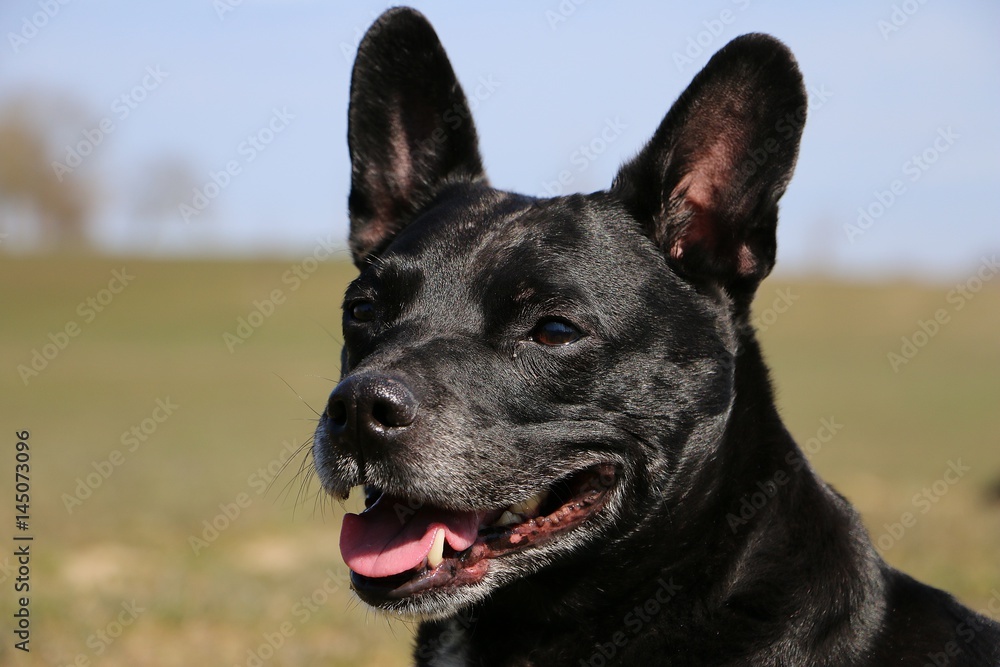 portrait eines schwarzen hundes