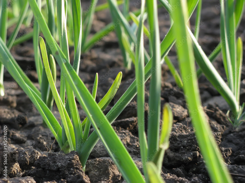 Garlic Plants on a Ground / Early garlic plants on a ground in spring close up Garlic Plants on a Ground / Early garlic plants on a ground in spring close up