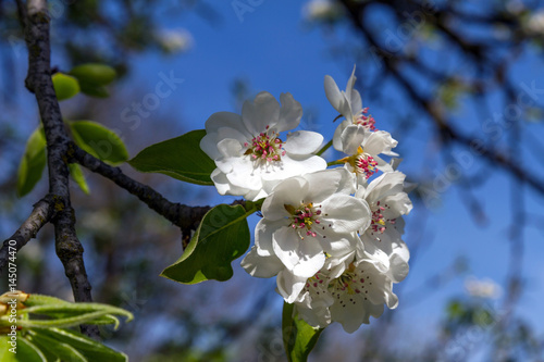 Flowering of fruit trees in early spring. Delicate pink flowers of pear. A blooming garden in early spring.