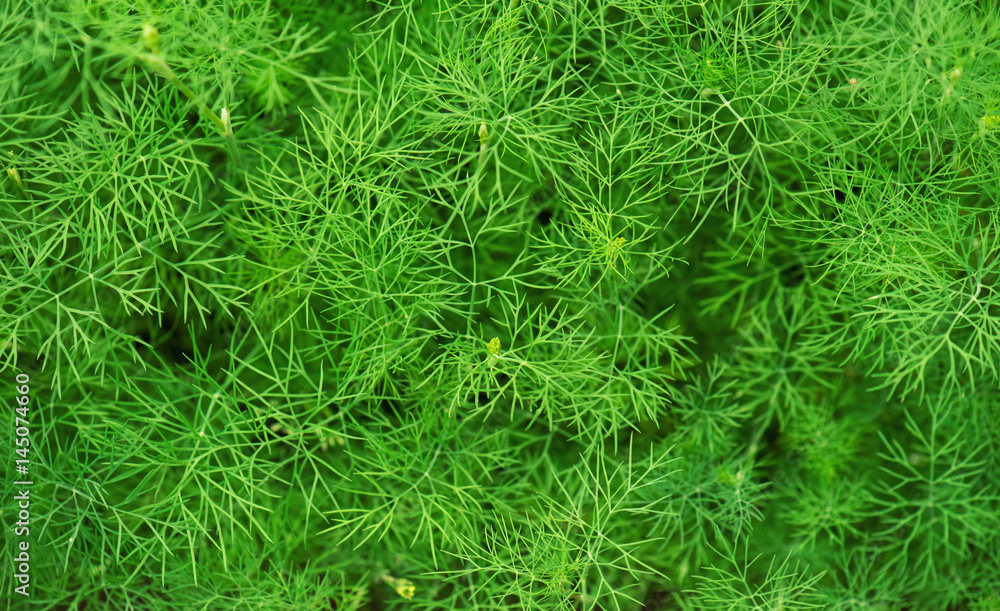 Dill growing in the garden top view. Green abstract background Dill growing in the garden top view. Green abstract background