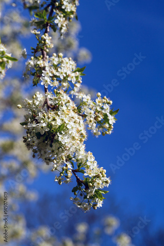 Flowering of fruit trees in early spring. Delicate white flowers of cherry. A blooming garden in early spring.