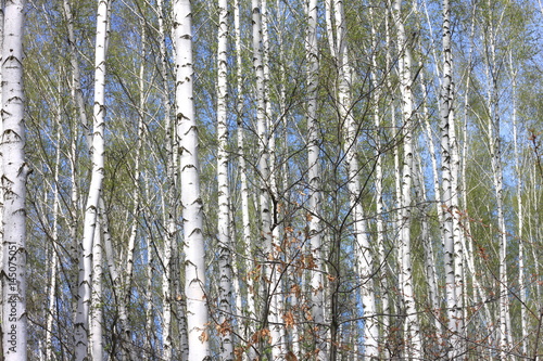 Trunks of birch trees in forest   birches in sunlight in spring   birch trees in bright sunshine   birch trees with white bark   beautiful landscape with white birches