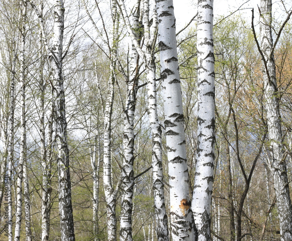 Trunks of birch trees in forest / birches in sunlight in spring / birch trees in bright sunshine / birch trees with white bark / beautiful landscape with white birches