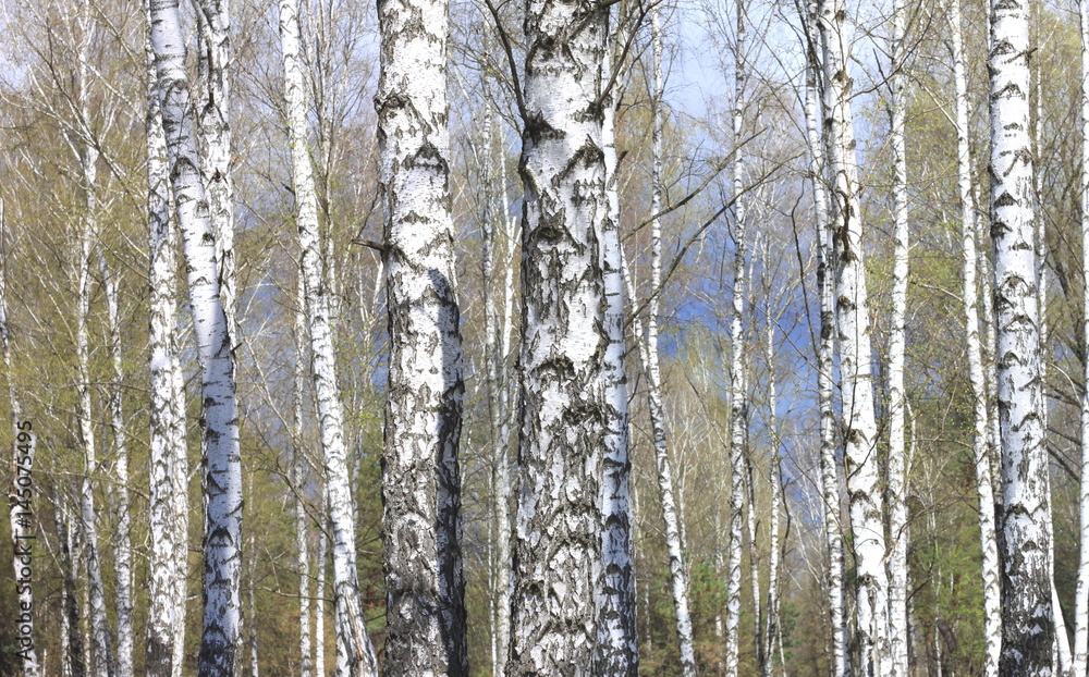 Trunks of birch trees in forest / birches in sunlight in spring / birch trees in bright sunshine / birch trees with white bark / beautiful landscape with white birches Trunks of birch trees in forest / birches in sunlight in spring / birch trees in bright sunshine / birch trees with white bark / beautiful landscape with white birches