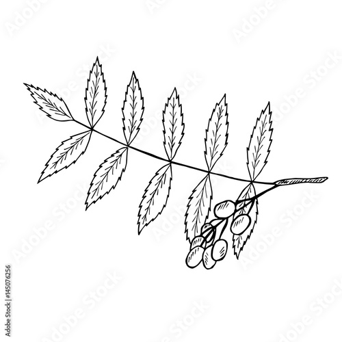 Neem or nimtree, medicinal plant. Ayurvedic Herb. Hand drawing ink illustration. Design for essential oil, natural cosmetics, treatment, aromatherapy, homeopathy. For print, poster, logo, label.