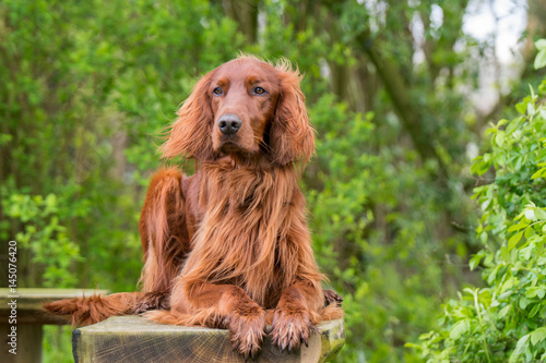 Irish Setter