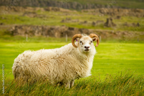 Schaf in Island