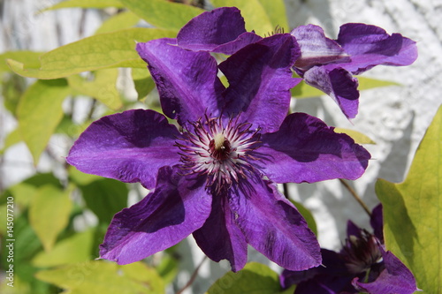 Clematis The President