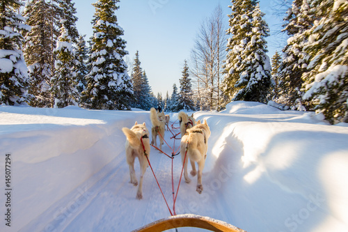 Hundeschlitten fahren