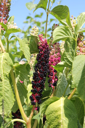 Indische Kermesbeere Phytolacca photo