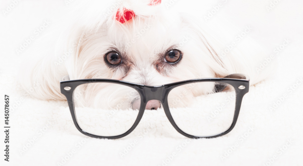 Close up of bichon frise wearing reading glasses