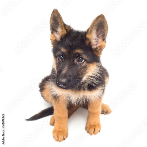 A beautiful puppy is the German shepherd  isolated on a white background. Fluffy dog close-up of brown and black color