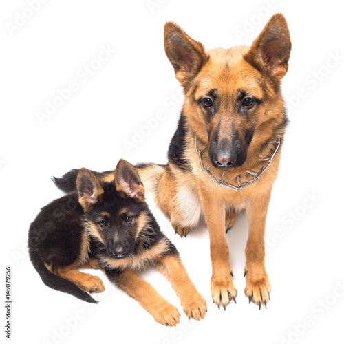 Adult german shepherd and puppy isolated on a white background. Mother and son. A family. Lovely dogs of black and red color