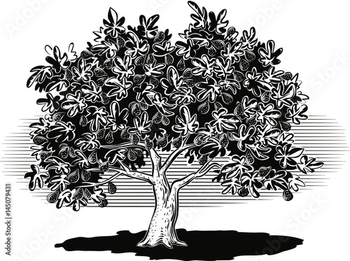 Fig tree laden with ripe fruit.