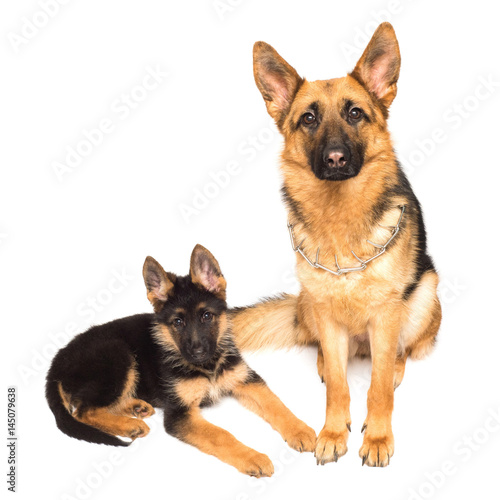 Adult german shepherd and puppy isolated on a white background. Mother and son. A family. Lovely dogs of black and red color