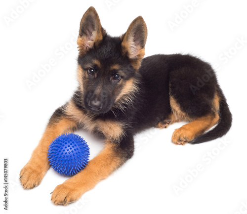 A beautiful puppy is the German shepherd playing with the ball  isolated on a white background. Fluffy dog close-up of brown and black color