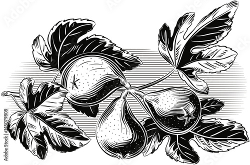 Branch with three ripe figs.