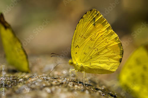 Yellow butterfly feeding food on the ground in nature,Thailand