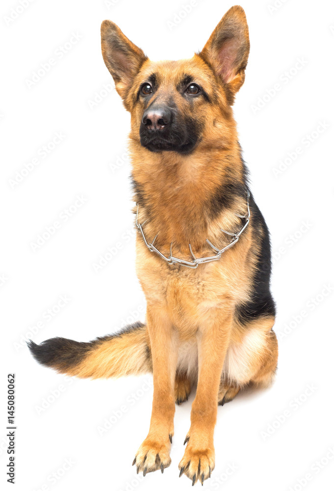 Beautiful adult german shepherd posing isolated on white background. Fluffy dog close-up of brown and black color Beautiful adult german shepherd posing isolated on white background. Fluffy dog close-up of brown and black color