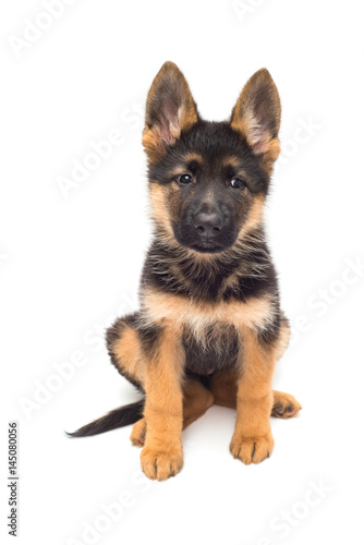 A beautiful puppy is the German shepherd, isolated on a white background. Fluffy dog close-up of brown and black color