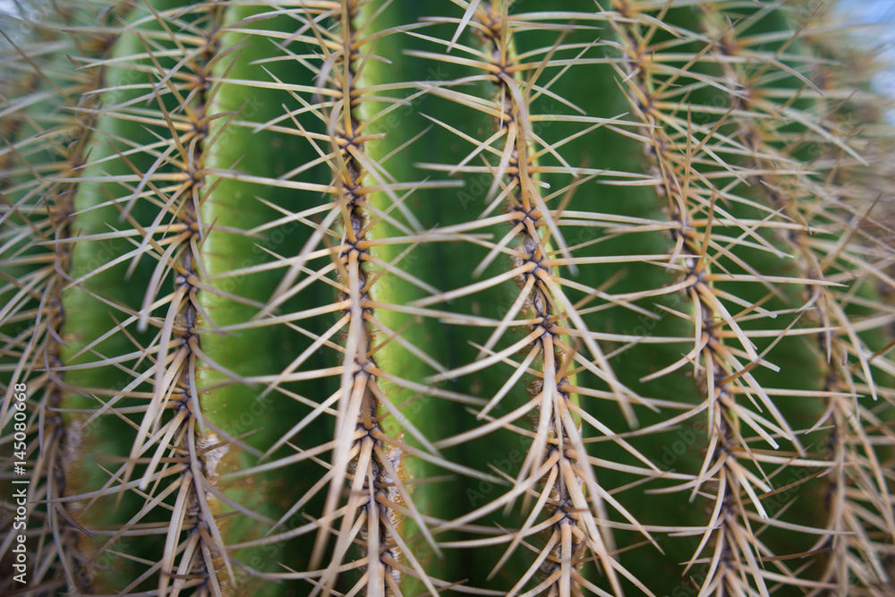 Cactus close-up Cactus close-up