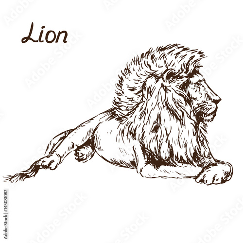 Lion lying portrait, hand drawn doodle, sketch in pop art style, vector illustration