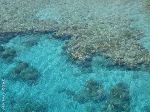 Coral water sea blue nature