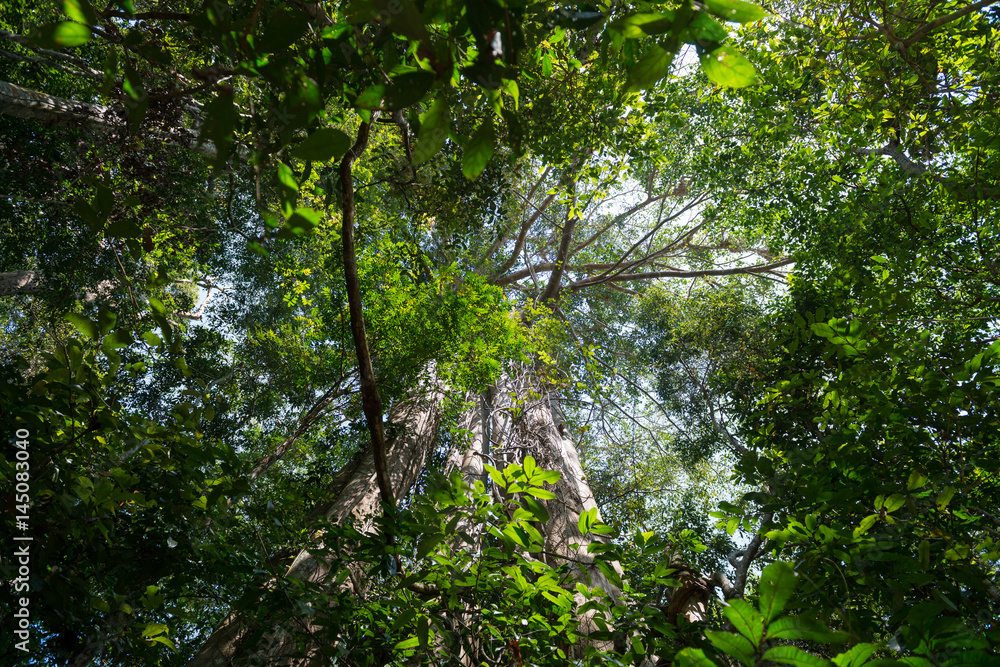 Fototapeta premium The Tropical rain forest background