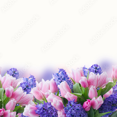 Pink tulips and blue hyacinths flowers in metal pot close up over white background