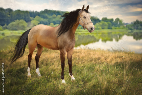 a horse portrait © Val Thoermer
