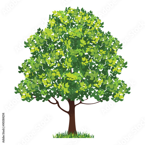 beautiful green tree on a white background photo