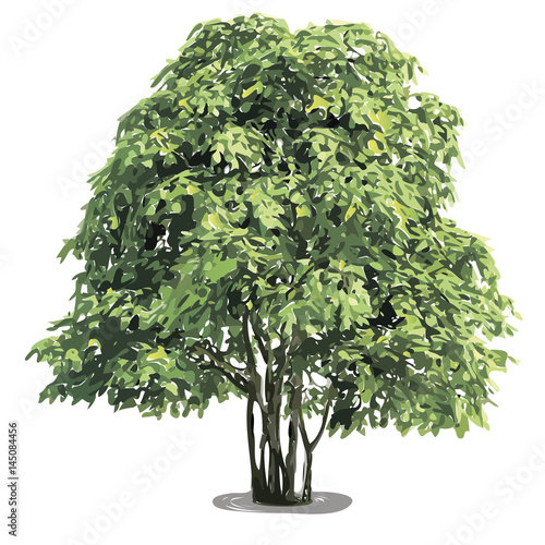 beautiful green tree on a white background