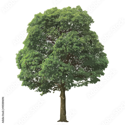 beautiful green tree on a white background