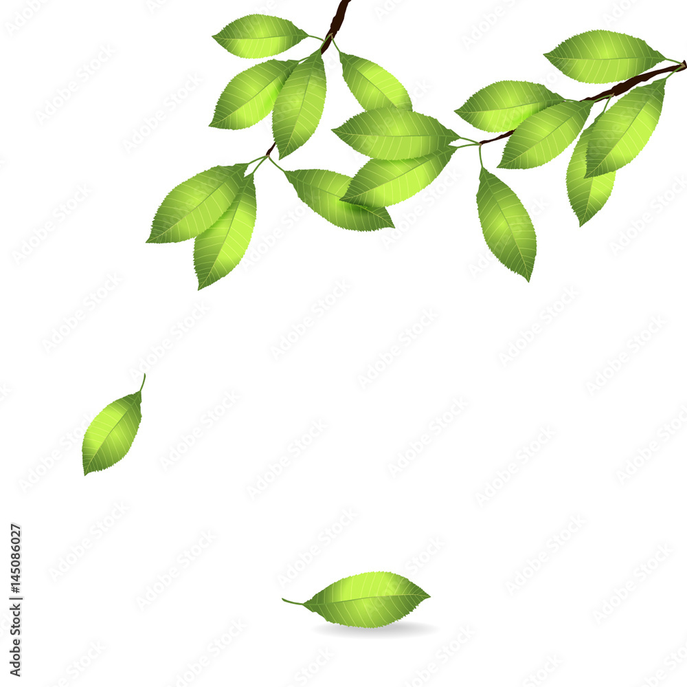 vector illustration of realistic spring branch with fresh green leaves isolated on white background
