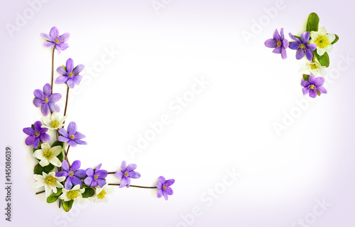 Flowers hepatica (liverleaf or liverwort) and anemone (Anemone nemorosa, wood anemone, windflower, thimbleweed) on a white background with space for text. Top view, flat lay © Anastasiia Malinich